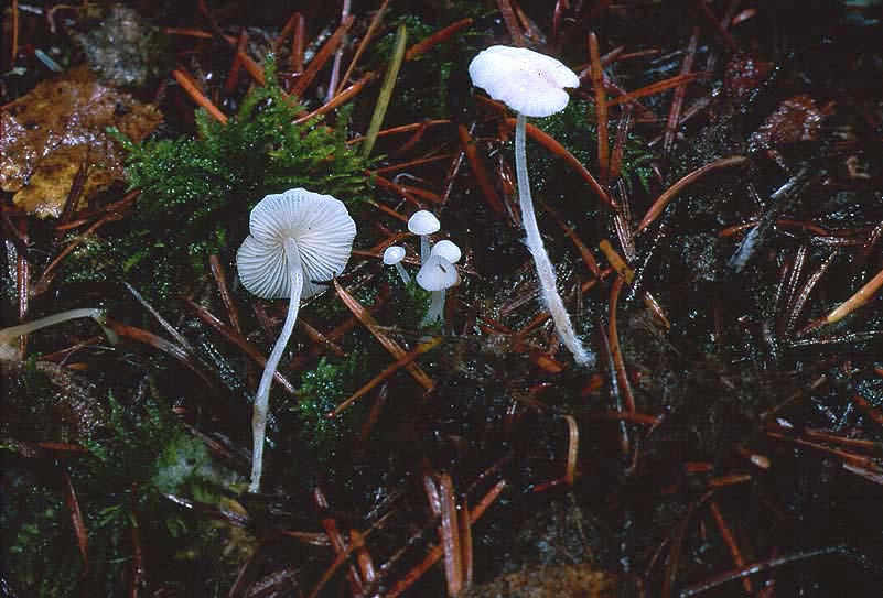 Hemimycena delicatella